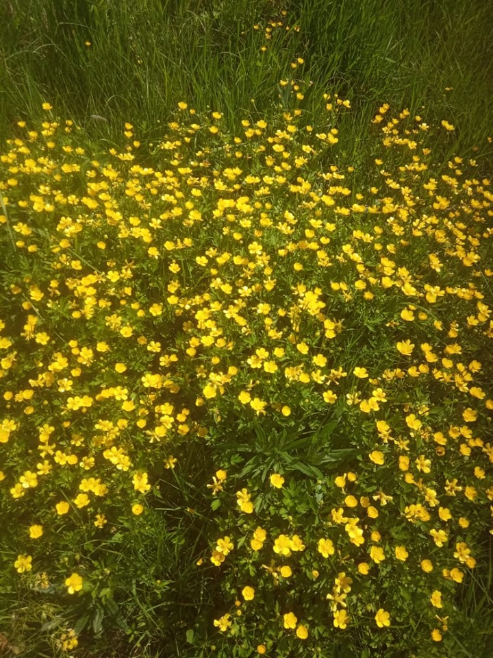 Желтые полевые цветы Изображения – скачать бесплатно на Freepik